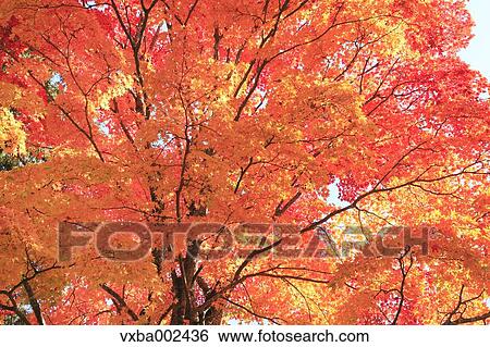 Stock Photograph - Autumn leaves. Fotosearch