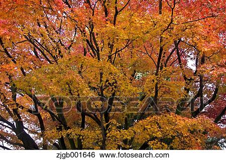 Stock Photograph - Autumn leaves. Fotosearch