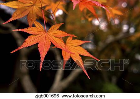 Autumn leaves View Large Photo Image Stock Photograph - Autumn leaves. Fotosearch
