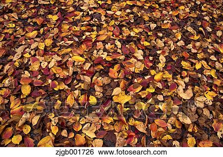 Autumn leaves View Large Photo Image Stock Photograph - Autumn leaves. Fotosearch