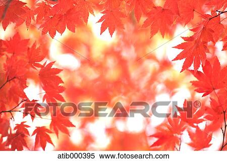 Stock Photography - Autumn leaves. Fotosearch