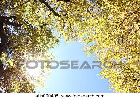 Autumn leaves View Large Photo Image Stock Photography - Autumn leaves. Fotosearch
