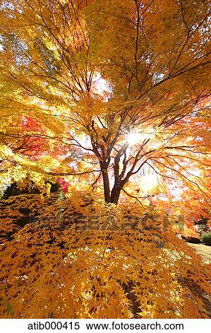 Autumn leaves View Large Photo Image Stock Photography - Autumn leaves. Fotosearch