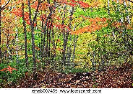 Stock Photography - Autumn leaves. Fotosearch