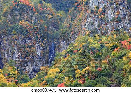 Stock Photography - Autumn leaves. Fotosearch