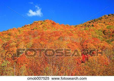 Stock Photography - Autumn leaves. Fotosearch