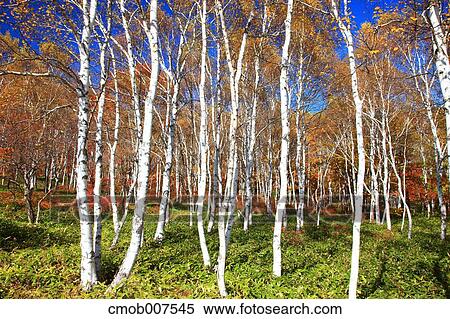 Autumn leaves View Large Photo Image Stock Photography - Autumn leaves. Fotosearch