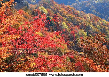 Autumn leaves View Large Photo Image Stock Photography - Autumn leaves. Fotosearch