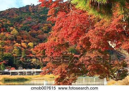 Autumn leaves View Large Photo Image Stock Photography - Autumn leaves. Fotosearch