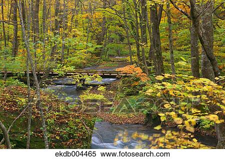 Autumn leaves View Large Photo Image Stock Photography - Autumn leaves. Fotosearch