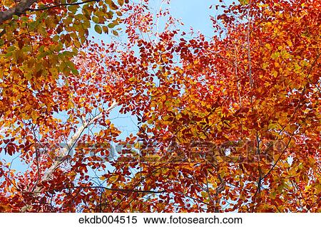 Autumn leaves View Large Photo Image Stock Photography - Autumn leaves. Fotosearch