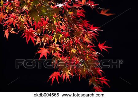Autumn leaves View Large Photo Image Stock Photography - Autumn leaves. Fotosearch