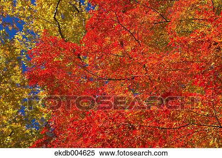 Autumn leaves View Large Photo Image Stock Photography - Autumn leaves. Fotosearch