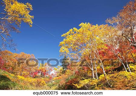 Stock Photography - Autumn leaves. Fotosearch