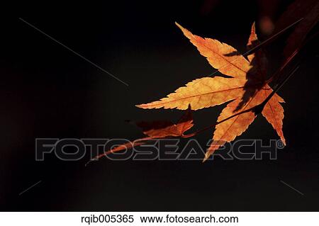 Stock Photography - Autumn leaves. Fotosearch