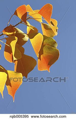 Stock Photography - Autumn leaves. Fotosearch