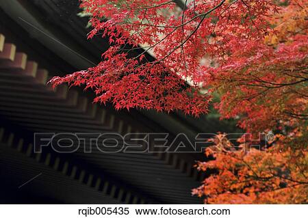Autumn leaves View Large Photo Image Stock Photography - Autumn leaves. Fotosearch