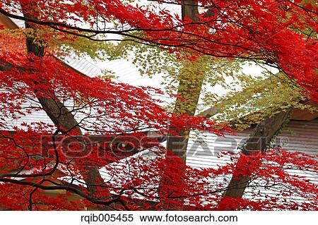 Stock Photography - Autumn leaves. Fotosearch