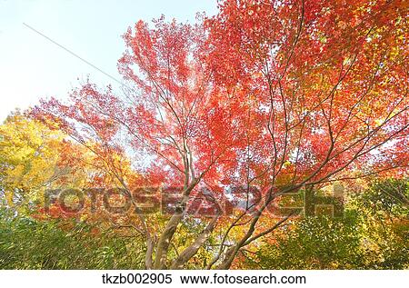 Autumn leaves View Large Photo Image Stock Photography - Autumn leaves. Fotosearch