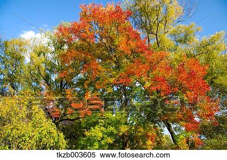 Stock Photography - Autumn leaves. Fotosearch