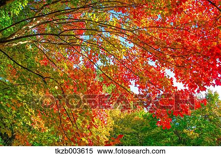 Stock Photography - Autumn leaves. Fotosearch