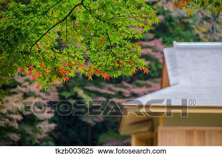 Autumn leaves View Large Photo Image Stock Photography - Autumn leaves. Fotosearch