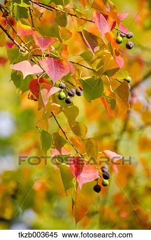 Autumn leaves View Large Photo Image Stock Photography - Autumn leaves. Fotosearch