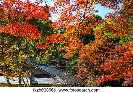 Autumn leaves View Large Photo Image Stock Photography - Autumn leaves. Fotosearch