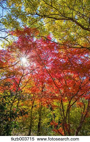 Stock Photography - Autumn leaves. Fotosearch