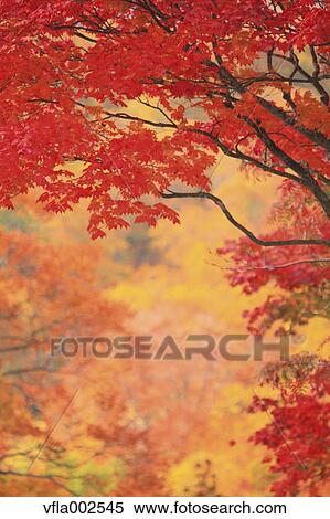 Stock Photography - Autumn leaves. Fotosearch