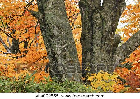 Stock Photography - Autumn leaves. Fotosearch