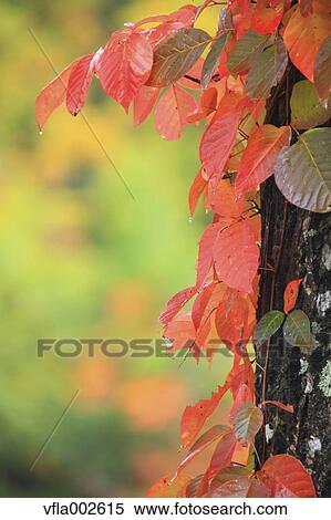 Autumn leaves View Large Photo Image Stock Photography - Autumn leaves. Fotosearch