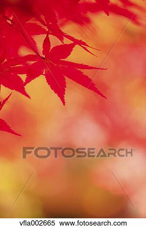 Autumn leaves View Large Photo Image Stock Photography - Autumn leaves. Fotosearch