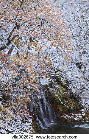 Stock Photography - Autumn leaves. Fotosearch