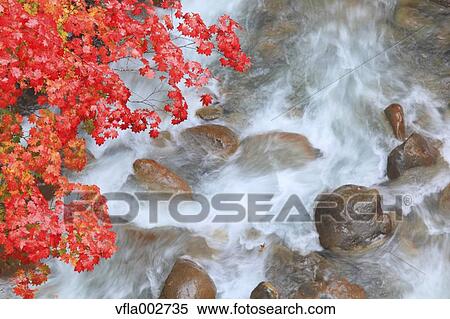 Stock Photography - Autumn leaves. Fotosearch