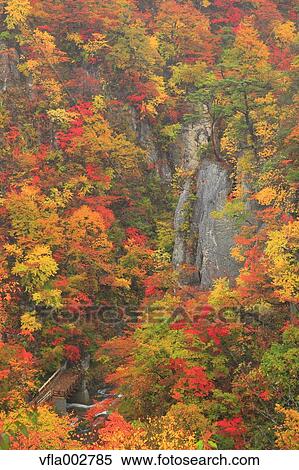 Autumn leaves View Large Photo Image Stock Photography - Autumn leaves. Fotosearch