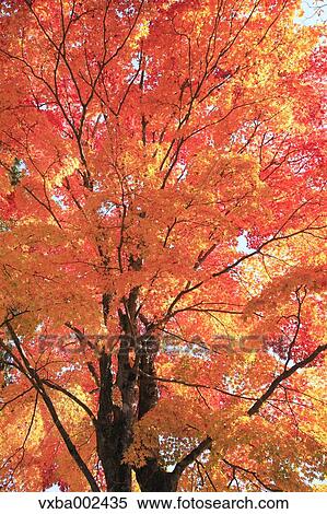 Stock Photography - Autumn leaves. Fotosearch