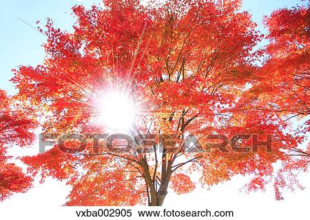 Stock Photography - Autumn leaves. Fotosearch