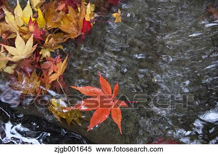 Autumn leaves View Large Photo Image Stock Photography - Autumn leaves. Fotosearch