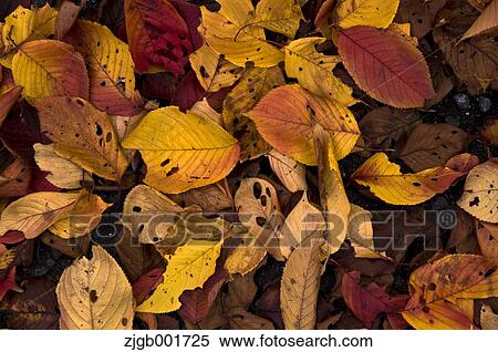 Stock Photography - Autumn leaves. Fotosearch
