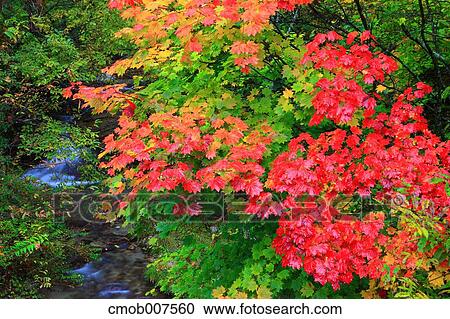 Stock Image - Autumn leaves, Yamanashi Prefecture. Fotosearch
