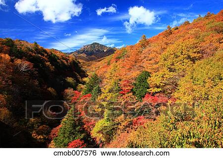 Autumn leaves, Yamanashi Prefecture View Large Photo Image Stock Photograph - Autumn leaves, Yamanashi Prefecture. Fotosearch