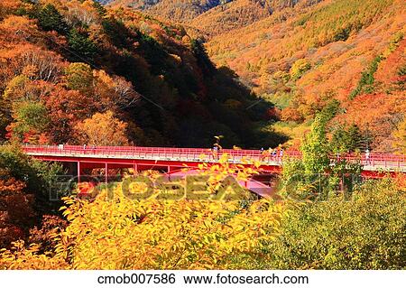 Autumn leaves, Yamanashi Prefecture View Large Photo Image Stock Photograph - Autumn leaves, Yamanashi Prefecture. Fotosearch