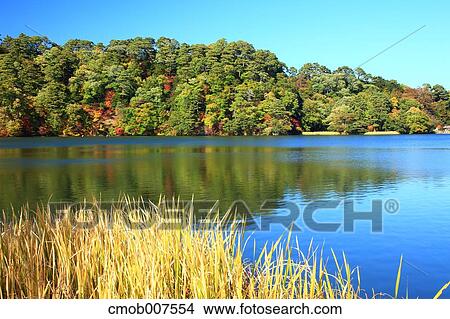 Autumn trees View Large Photo Image Picture - Autumn trees. Fotosearch