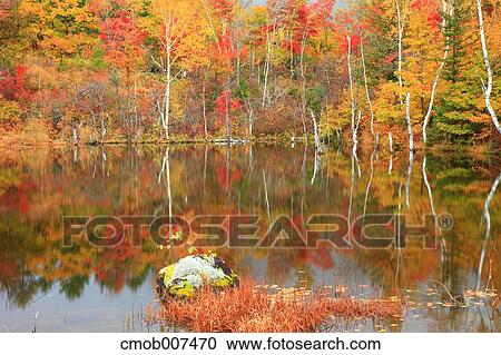 Autumn trees View Large Photo Image Stock Image - Autumn trees. Fotosearch