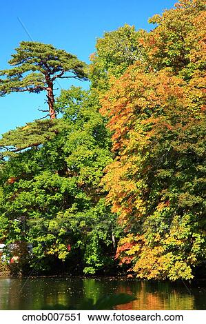 Autumn trees View Large Photo Image Stock Image - Autumn trees. Fotosearch
