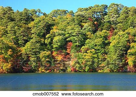 Stock Image - Autumn trees. Fotosearch