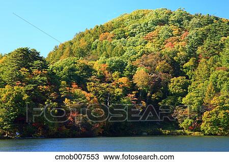 Autumn trees View Large Photo Image Stock Image - Autumn trees. Fotosearch
