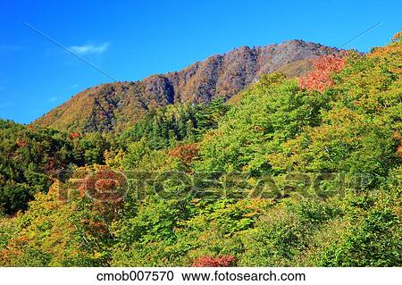 Autumn trees View Large Photo Image Stock Image - Autumn trees. Fotosearch