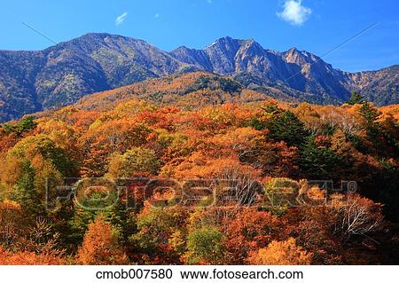 Stock Image - Autumn trees. Fotosearch